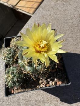 Coryphantha elephantidens